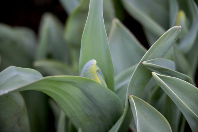 Fleuriste et... producteur ! photo 1